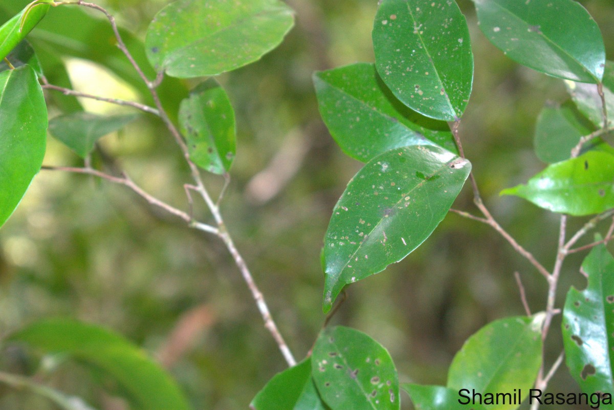 Scolopia pusilla Willd.