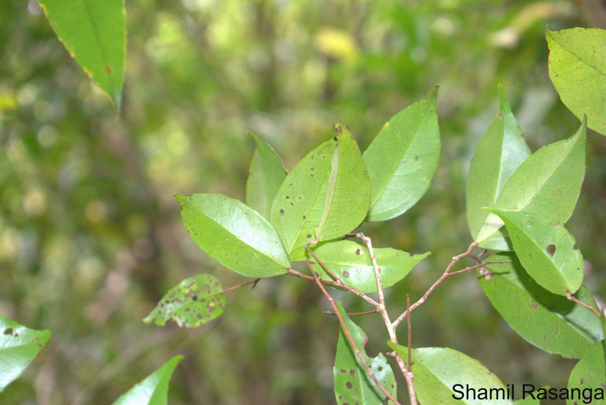 Scolopia pusilla Willd.