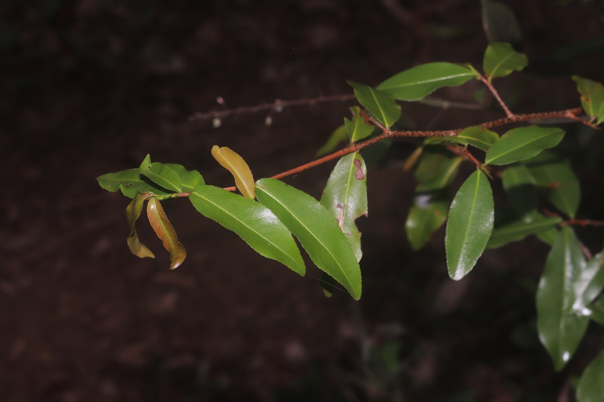 Ochna lanceolata Spreng.