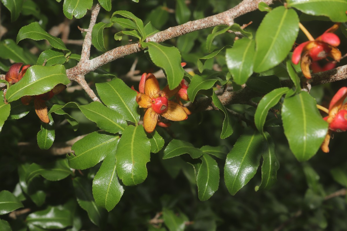 Ochna lanceolata Spreng.