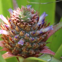 Bromeliaceae