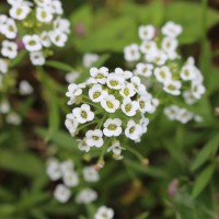 Brassicaceae