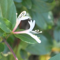 Caprifoliaceae