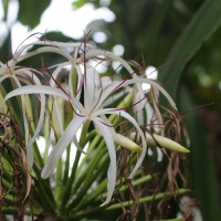 Amaryllidaceae