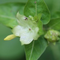 Nyctaginaceae