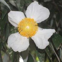 Calophyllaceae