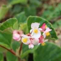 Begoniaceae