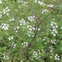 Apiaceae