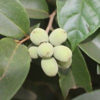 Annonaceae