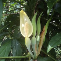 Araceae