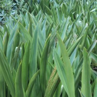 Hanguanaceae