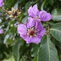 Lythraceae