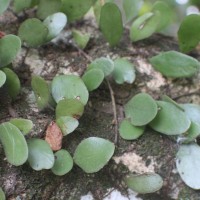 Polypodiaceae