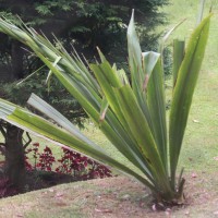 Doryanthaceae