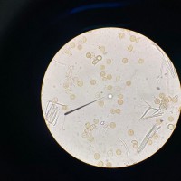 Araceae