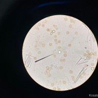 Araceae