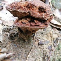 Fomitopsidaceae