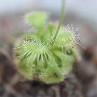 Drosera