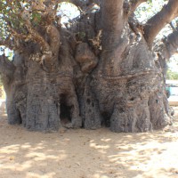 Adansonia