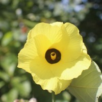 Hibiscus