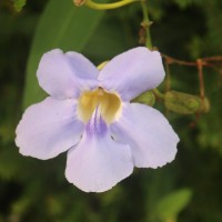 Thunbergia