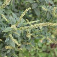 Amaranthus