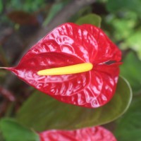 Anthurium