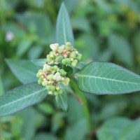 Euphorbia