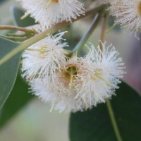 Eucalyptus