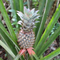 Ananas