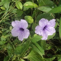 Ruellia