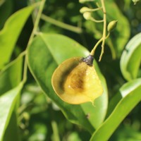 Pterocarpus