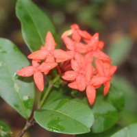 Ixora