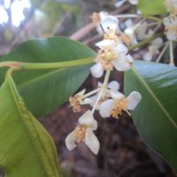 Calophyllum