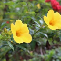 Allamanda