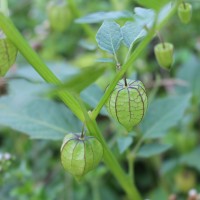 Physalis