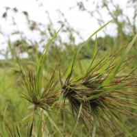 Themeda