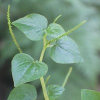 Peperomia