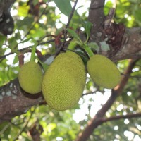 Artocarpus