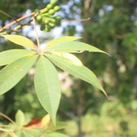 Ceiba