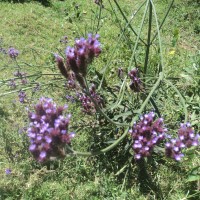 Verbena