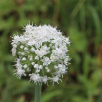 Allium