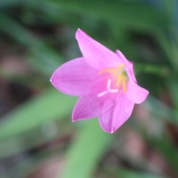 Zephyranthes