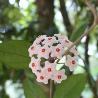 Hoya