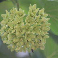 Stephanotis