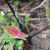 Caladium