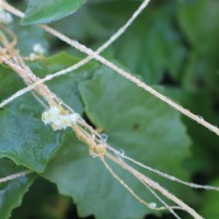 Cuscuta