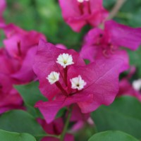 Bougainvillea