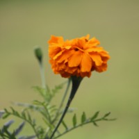 Tagetes