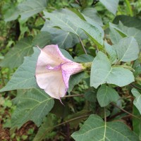 Datura